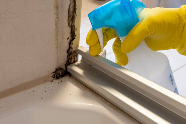 Best Mold Remediation for Specific Building Types in Coquille, OR