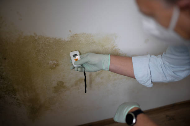 Best Insurance-Related Mold Remediation in Coquille, OR